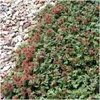 Plants by Frank | 48 Stachelnuss Pflanzen | Acaena Produktbild-Vorschau 3
