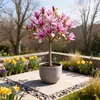 Magnolia Magnolia Susan – wysokość 19 cm, ok. 90 cm – Podgląd zdjęcia produktu 4