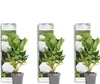 Bloomique - Lot de 3 - Hydrangea Macrophylla Wudu - Voir les images du produit 1