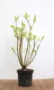 Syringa vulgaris 'Mme Lemoine', Flieder, weiß, 40–60 cm Produktbild-Vorschau 1