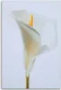Leinwandbild weiße calla 70x100 cm Feeby beige wandbild Produktbild-Vorschau 3