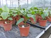 Bananenstaude Banane Musa Velutina 80 cm, rosa Zwergbanane, Produktbild-Vorschau 1