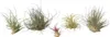Oplątwa - 6 szt - Tillandsia - Wysokość 5-15cm - ⌀5cm Podgląd zdjęcia produktu 1