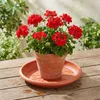 Scheurich 331/33 Unterteller Terracotta; 33 cm x 33 cm x 5 Produktbild-Vorschau 4