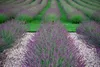 Lavandula int. 'Phenomenal'® (niko) - Lavendel - Container Produktbild-Vorschau 2