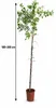 Ziziphus jujuba Größe L 180–200 cm Chinesische Dattel Produktbild-Vorschau 5