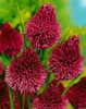 Allium sphaerocephalon, Kugellauch, purpurrot, ca. 9x9 cm Produktbild-Vorschau 2