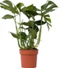 Plante à trous - Monstera deliciosa - Hauteur 70-80cm - Voir les images du produit 1