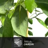 Avocatier - hass - persea americana - arbre fruitier - ↕ Voir les images du produit 2