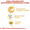 ROYAL CANIN British Shorthair - nourriture sèche pour chats Voir les images du produit 5