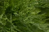 Sequoiadendron giganteum, Bergmammutbaum, 50–60 cm Produktbild-Vorschau 2