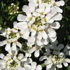 6 x Iberis sempervirens « Weisser Zwerg »  | Pot 9 cm x 9 Voir les images du produit 2