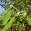 Prager Schneeball - Viburnum 'Pragense'  | 60-80 cm in Produktbild-Vorschau 2