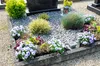A grave site decorated with gravel and plants. Produktbild-Vorschau