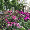 Bartnelken Mix 1G Blumensamen Mehrfarbige Nelken Produktbild-Vorschau 5