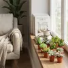 Mini Succulentes Mix - 30 plantes - Ø5,5cm - Hauteur 5-10cm Voir les images du produit 2