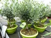 Olivenbaum Bonsai Formgehölz, Olive winterhart, Olea Produktbild-Vorschau 5