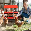 Legenester fš¹r Hš¹hner Hš¹hnerst?lle fš¹r Legehennen Produktbild-Vorschau 2