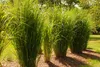 Stauden Gänge 3 x Panicum virgatum 'Northwind' im 1 Liter Produktbild-Vorschau 5