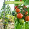 Own Grown Tomaten-Samen 12er Saatgut-Set Produktbild-Vorschau 10