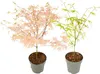 Érable du Japon - Set de 2 - Acer 'Ukigumo', Acer 'Taylor' Voir les images du produit 1