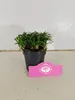 A potted plant with a pink tag in front of it, against a white wall and on a light gray surface. Náhľad obrázku produktu