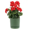 A potted red geranium plant with green leaves in a green pot. Produktbild-Vorschau