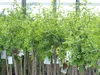 chin. Dattel 150 - 170 cm Dattelbaum 5 - 8 cm Stammumfang, Produktbild-Vorschau 2