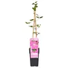 Waldrebe Clematis Ville de Lyon 60-80 cm Kletterpflanze Produktbild-Vorschau 4