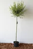 Salix Hakuro Nishiki, Höhe 170-180 cm, Harlekinweide, Produktbild-Vorschau 3