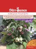 Aubergine Pinstripe F1 | Auberginensamen von Dürr Samen Produktbild-Vorschau 1