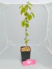 Lot de 4 mûriers blancs (Morus alba) – Hauteur : 25 cm – Voir les images du produit 2