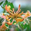 Sichtschutzhecke Lonicera henryi - Immergrünes Geißblatt Produktbild-Vorschau 3
