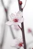 Prunus cerasifera 'Nigra', Blutpflaume, dunkelrot, 100–125 Produktbild-Vorschau 2
