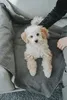 Hunter Faltbare Hunde-Reisedecke Seoul greige Produktbild-Vorschau 6