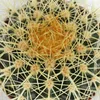 Echinocactus grusonii - Schwiegermutterstuhl - im 12cm Topf Produktbild-Vorschau 3