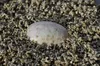Floragard Vermiculite, 2 x 100L, Substratverbesserer, Produktbild-Vorschau 3