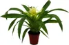 Mini Guzmania Trio - Zestaw 3 kolorowych bromelii w 3 Podgląd zdjęcia produktu 2