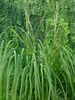 Spartina pectinata 'Aureomarginata', Goldrandgras, ca. 9x9 Produktbild-Vorschau 6