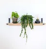 Two potted plants and a lantern are displayed on a wooden shelf mounted on a white wall. Produktbild-Vorschau