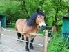 Stallmatten, Außenpflaster, INB® Systemplatte, Mosolut INB Produktbild-Vorschau 14