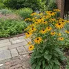 6x Rudbeckia f. Goldsturm P9H20 Produktbild-Vorschau 1