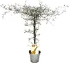 Corokia cotoneaster - Zick-Zack-Strauch - Schnurbaum Produktbild-Vorschau 1