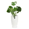 A white planter with a Monstera plant inside, set against a white background. Produktbild-Vorschau