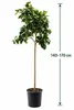 Citrus limon Lunario 140–170 cm – Echter Zitronenbaum – Produktbild-Vorschau 5
