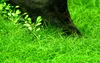 Aquarium Pflanze Eleocharis parvula Wasserpflanzen AquaOne Produktbild-Vorschau 1