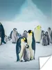 MuchoWow® Poster Kaiserpinguin-Küken wird gefüttert 60x80 Produktbild-Vorschau 1