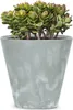 A jade plant in a gray pot. Produktbild-Vorschau