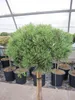 Pinus mugo Mops - Kugel-Kiefer Mops - Stamm 60cm Produktbild-Vorschau 2