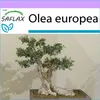 SAFLAX - olivovník - Olea europea - 20 Semena Náhled obrázku produktu 7